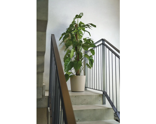 Monstera Zimmerpflanze im Topf auf einer Treppe