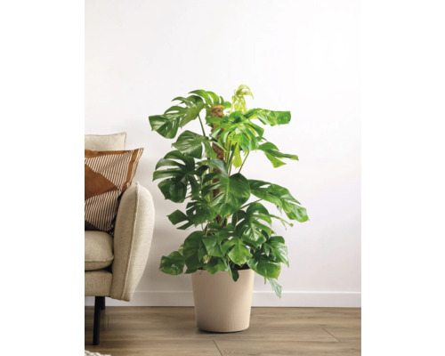 Monstera Zimmerpflanze im Topf mit Rankhilfe neben einem Sessel