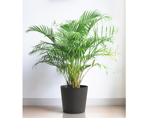 Areca-Palme im Topf als Zimmerpflanze