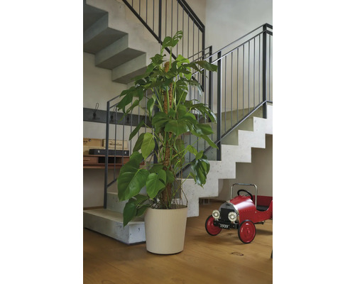 Innenaufnahme mit Treppe, Monstera-Zimmerpflanze im Topf und rotem Spielzeugauto