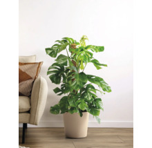 Monstera Zimmerpflanze im Topf mit Rankhilfe