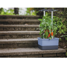 Pflanzkasten mit Paprikapflanze und Rankhilfe auf einer Steintreppe
