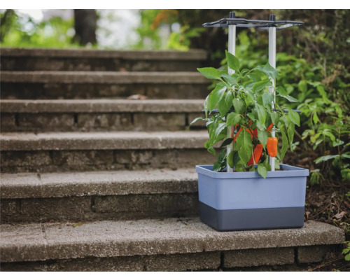 Pflanzkasten mit Paprikapflanze und Rankhilfe auf einer Steintreppe