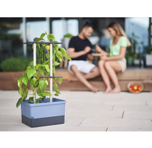 Pflanzkasten mit Rankhilfe und Gemüsepflanze auf Terrasse mit Paar