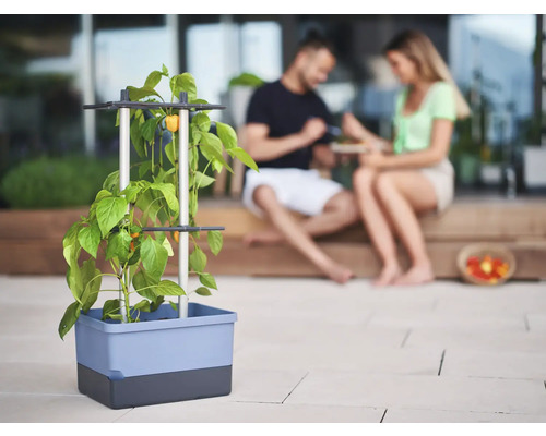 Pflanzkasten mit Rankhilfe und Gemüsepflanze auf Terrasse mit Paar