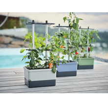 Drei Pflanzkästen mit Rankhilfe und Gemüsepflanzen stehen im Freien.