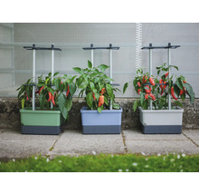 Drei Pflanzkästen mit Chili-Pflanzen und Rankhilfen für den Garten.