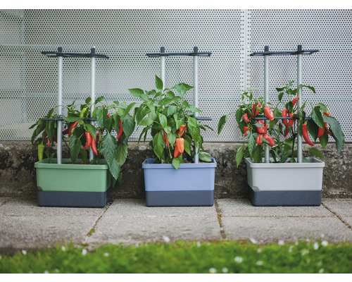 Drei Pflanzkästen mit Chili-Pflanzen und Rankhilfen für den Garten.