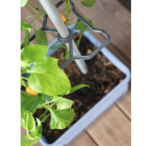 Pflanzgefäß mit Rankhilfe und Pflanze