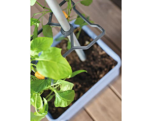 Pflanzgefäß mit Rankhilfe und Pflanze