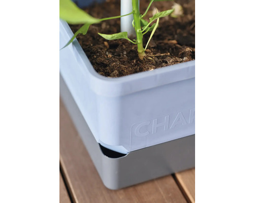 Nahaufnahme eines Pflanzkastens mit Pflanze und Erde