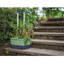 Pflanzkasten mit Rankhilfe und Gemüsepflanzen auf einer Steintreppe