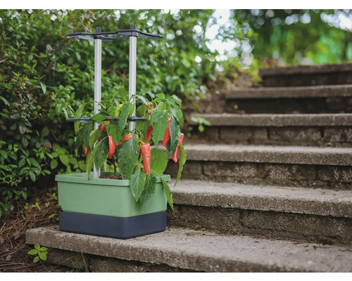 Pflanzkasten mit Rankhilfe und Gemüsepflanzen auf einer Steintreppe