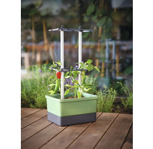 Hochbeet mit Chili-Pflanzen und Rankhilfe