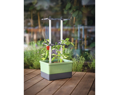 Hochbeet mit Chili-Pflanzen und Rankhilfe