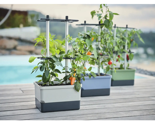 Drei Pflanzkästen mit Pflanzenstützen und wachsenden Chilipflanzen im Freien.