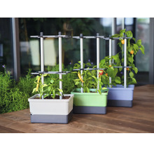 Drei Pflanzgefäße mit Pflanzenstützen und wachsenden Chilipflanzen auf einer Terrasse