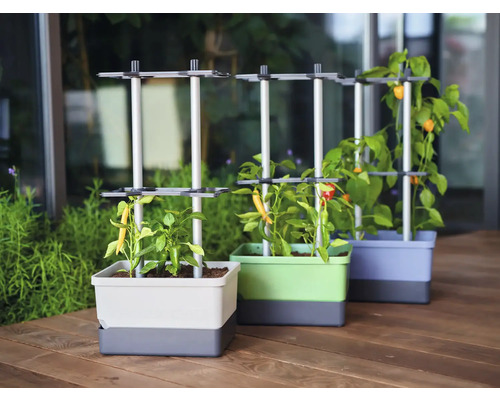 Drei Pflanzgefäße mit Pflanzenstützen und wachsenden Chilipflanzen auf einer Terrasse