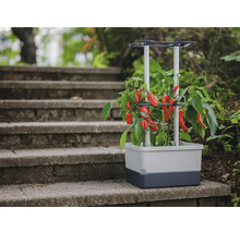 Hochbeet mit rotem Gemüse auf einer Treppe