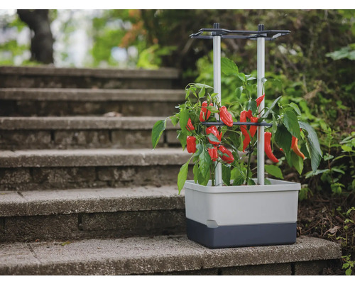 Hochbeet mit rotem Gemüse auf einer Treppe