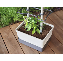 Pflanzkasten mit Rankhilfe und junger Pflanze auf Holzterrasse