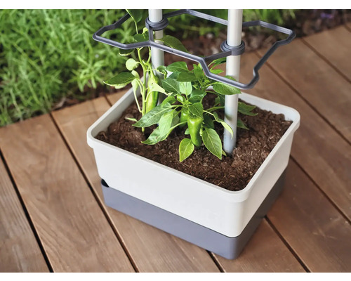 Pflanzkasten mit Rankhilfe und junger Pflanze auf Holzterrasse