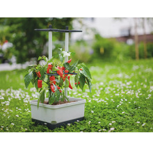 Pflanzkasten mit Paprikapflanze auf einer Wiese