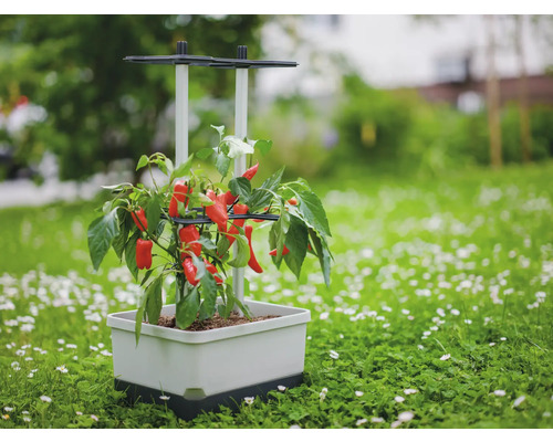Pflanzkasten mit Paprikapflanze auf einer Wiese