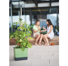 Tomatenpflanze in einem Pflanzgefäß mit Rankhilfe auf einer Terrasse