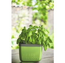 Basilikum im Kräutertopf Herbes Buddy
