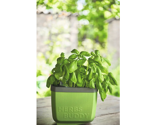 Basilikum im Kräutertopf Herbes Buddy