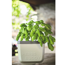 Basilikum im Kräutertopf mit Aufschrift Herbs Buddy