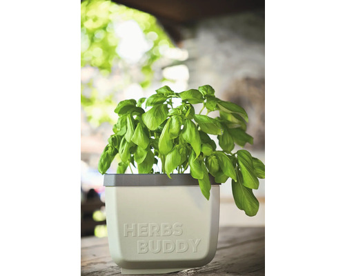 Basilikum im Kräutertopf mit Aufschrift Herbs Buddy