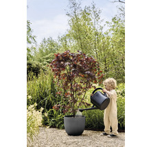 Kind gießt Ahornbaum im Pflanzgefäß mit Gießkanne im Garten.