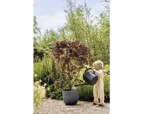 Kind gießt Ahornbaum im Pflanzgefäß mit Gießkanne im Garten.