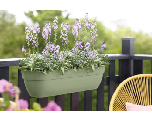 Blumenkasten mit lila Blumen am Balkongeländer