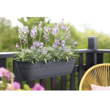 Balkonkasten mit blühenden Blumen am Geländer