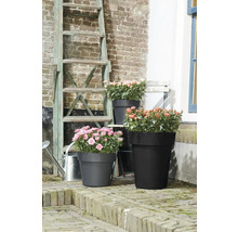 Blumenarrangement mit Rosen in Pflanzgefäßen unterschiedlicher Größe vor Ziegelmauer und Leiter.