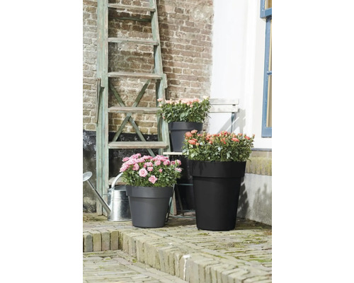 Blumenarrangement mit Rosen in Pflanzgefäßen unterschiedlicher Größe vor Ziegelmauer und Leiter.