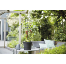 Tomatenpflanze mit Rankhilfe in einem Topf auf einem Gartentisch im Garten.