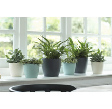 Verschiedene Zimmerpflanzen in Töpfen auf einer Fensterbank.