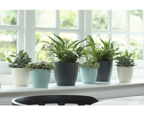 Verschiedene Zimmerpflanzen in Töpfen auf einer Fensterbank.