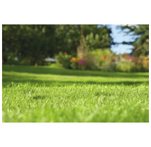 Nahaufnahme von Rasen im Garten