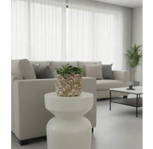 Wohnzimmer mit Sofa, Tisch und Topfpflanze