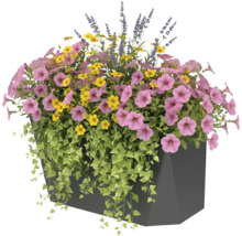 Blumenkasten mit rosa Petunien, gelben Gänseblümchen und Lavendel