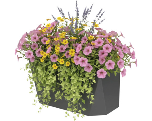 Blumenkasten mit rosa Petunien, gelben Gänseblümchen und Lavendel