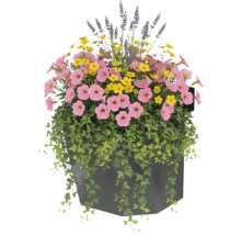 Blumenarrangement mit Petunien, Studentenblumen und Lavendel in einem Pflanzgefäß