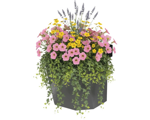 Blumenarrangement mit Petunien, Studentenblumen und Lavendel in einem Pflanzgefäß