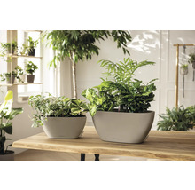 Zwei bepflanzte Pflanzgefäße aus Kunststoff stehen auf einem Holztisch in einem hellen Raum.