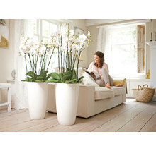 Wohnzimmer mit Orchideen in hohen Pflanzgefäßen und einer Frau auf einem Sofa